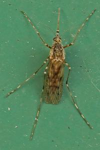 <i>Culiseta annulata</i>