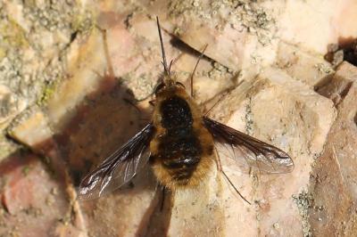 <i>Bombylius major</i>