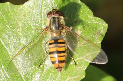 <i>Episyrphus balteatus</i>