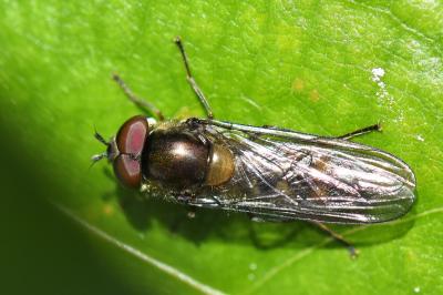 <i>Meliscaeva auricollis</i>