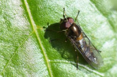 <i>Meliscaeva auricollis</i>