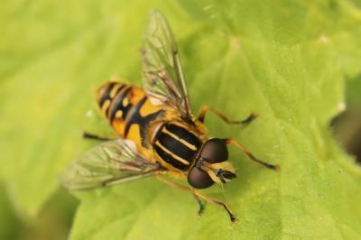 <i>Helophilus pendulus</i>