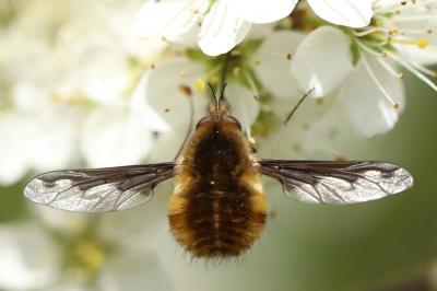 <i>Bombylius major</i>