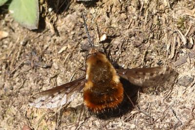 <i>Bombylius discolor</i>