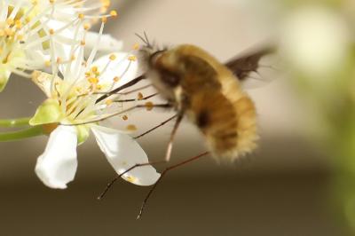 <i>Bombylius major</i>