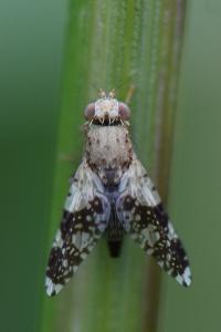 <i>Tephritis formosa</i>