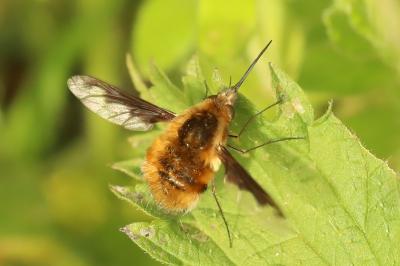<i>Bombylius major</i>