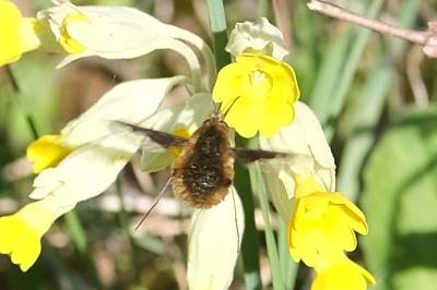 <i>Bombylius major</i>
