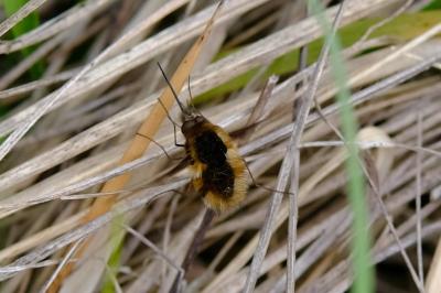 <i>Bombylius major</i>