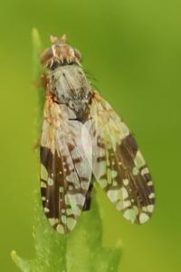 <i>Tephritis neesii</i>