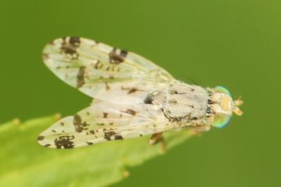 <i>Tephritis hyoscyami</i>