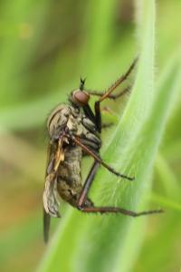 Empis marqueté