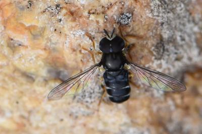 <i>Paragus pecchiolii</i>