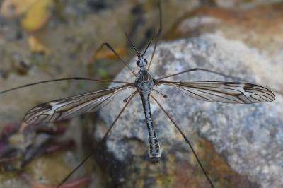 <i>Tipula lateralis</i>