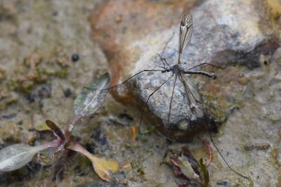 <i>Tipula lateralis</i>