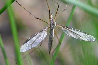 Tipula lateralis