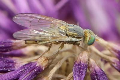 <i>Terellia serratulae</i>