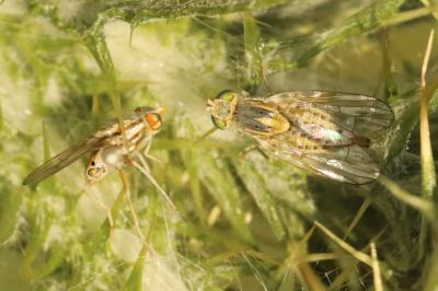 Terellia serratulae