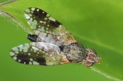 <i>Tephritis neesii</i>