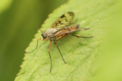 <i>Rhagio scolopaceus</i>