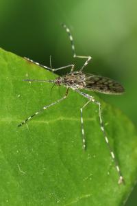 <i>Culiseta annulata</i>
