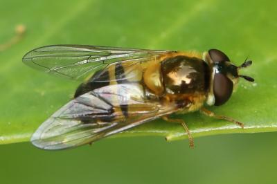 <i>Epistrophe eligans</i>