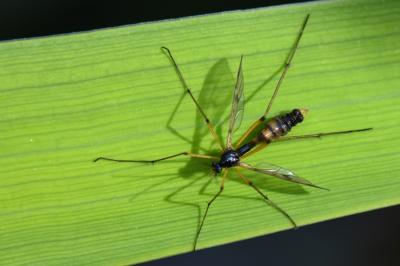 <i>Ptychoptera contaminata</i>