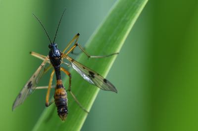<i>Ptychoptera contaminata</i>