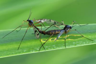 <i>Ptychoptera contaminata</i>