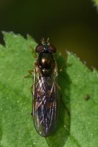 <i>Melanostoma scalare</i>