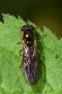 <i>Melanostoma scalare</i>