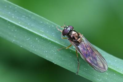 <i>Melanostoma scalare</i>