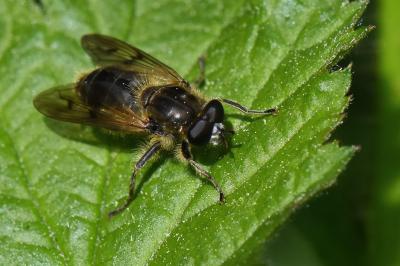 <i>Chalcosyrphus eunotus</i>