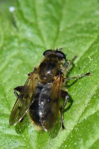 <i>Chalcosyrphus eunotus</i>