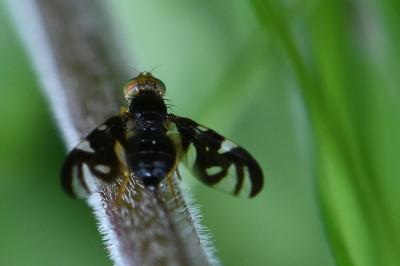 <i>Euleia heraclei</i>