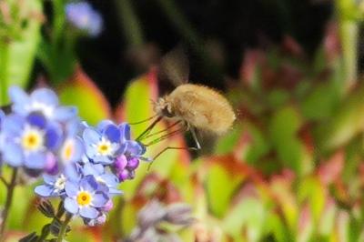 Bombylius