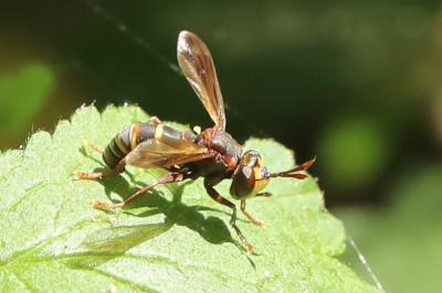 <i>Conops vesicularis</i>