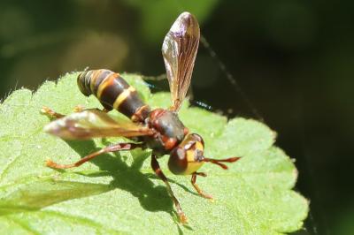 <i>Conops vesicularis</i>