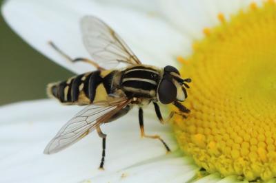 <i>Helophilus pendulus</i>