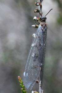 <i>Myrmeleon formicarius</i>