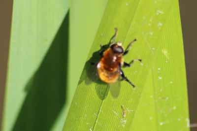 <i>Merodon equestris</i>