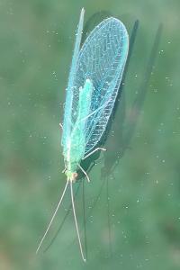 <i>Chrysoperla</i>