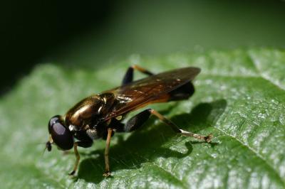 <i>Xylota segnis</i>