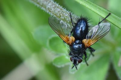 <i>Zophomyia temula</i>