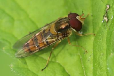 <i>Episyrphus balteatus</i>