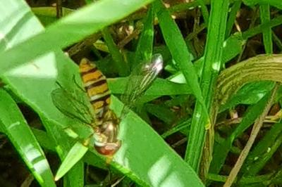 <i>Episyrphus balteatus</i>