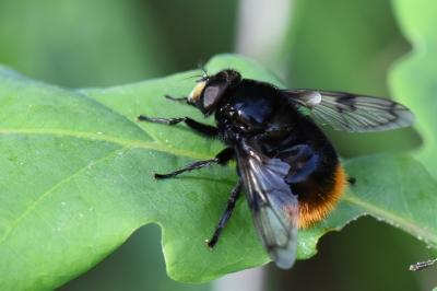 <i>Volucella bombylans</i>