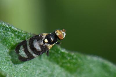 <i>Urophora quadrifasciata</i>