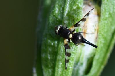 <i>Urophora quadrifasciata</i>