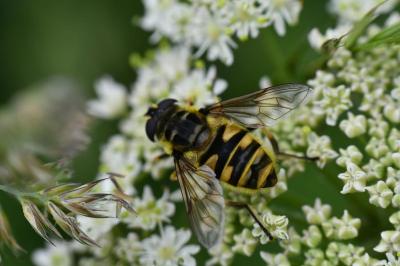 <i>Myathropa florea</i>